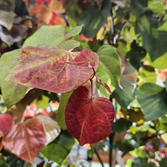 Cercis canadensis Hearts A'Fire&reg;