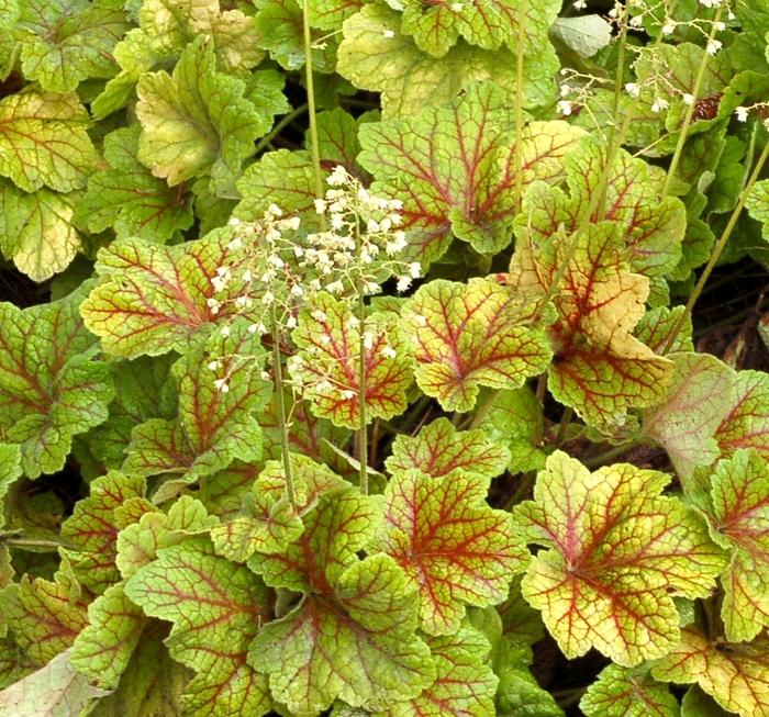 Heuchera Front & Center&trade; Electra