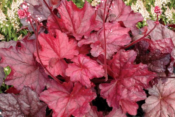 Heuchera Front & Center&trade; Fire Chief