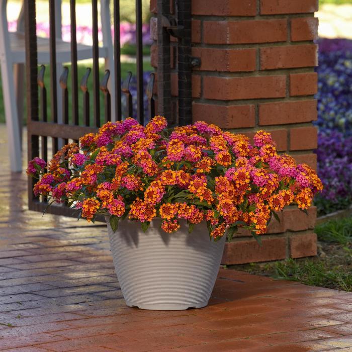 Heucherella Kirella&trade; Autumn Shades