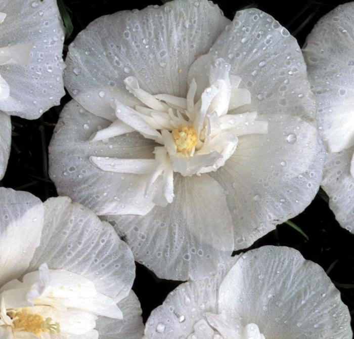 Hibiscus syriacus White Chiffon&reg;