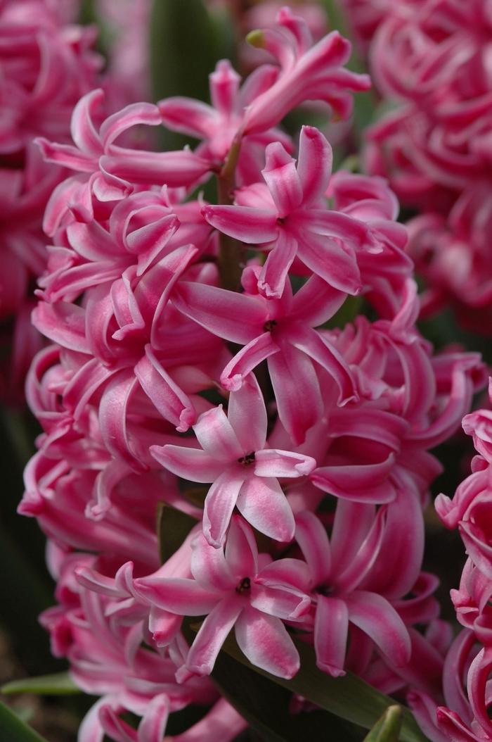 Hyacinthus orientalis Pink Pearl