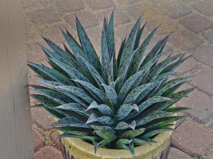 Hydrangea paniculata Phantom