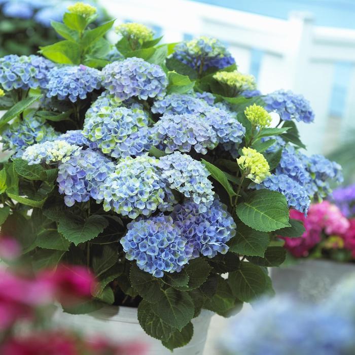Hydrangea macrophylla Everlasting&reg; Revolution