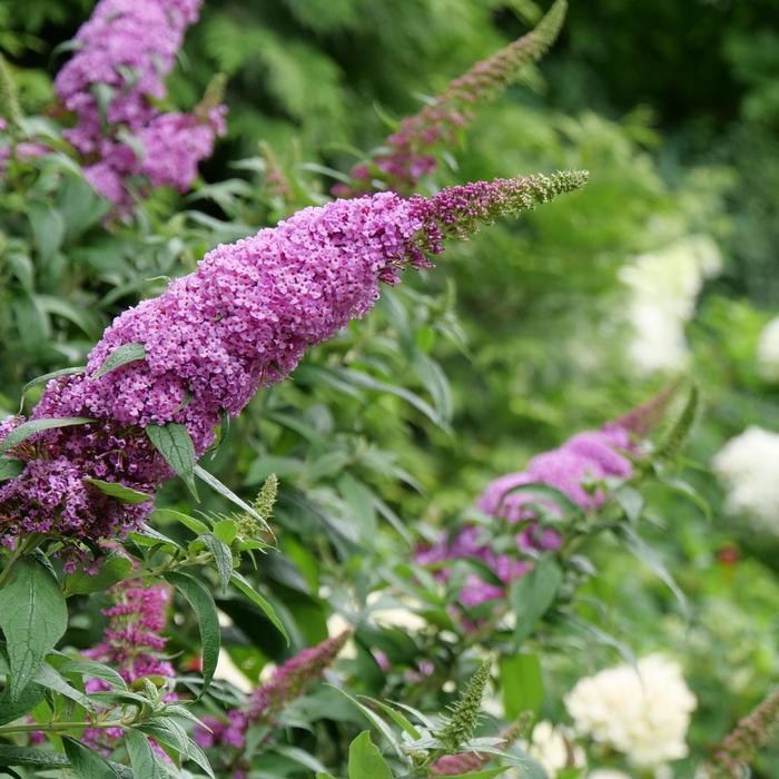 Buddleia Pugster Pinker&reg;