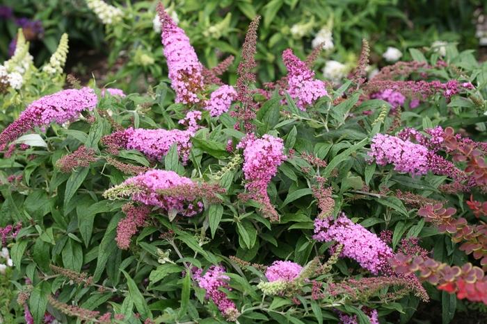 Buddleia Pugster Pink&reg;