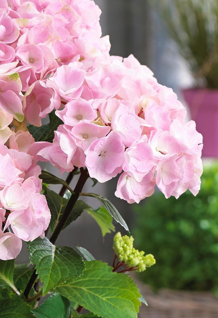 Hydrangea macrophylla Onyx&trade; Flamingo