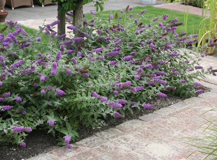 Buddleia Lo & Behold&reg; Blue Chip