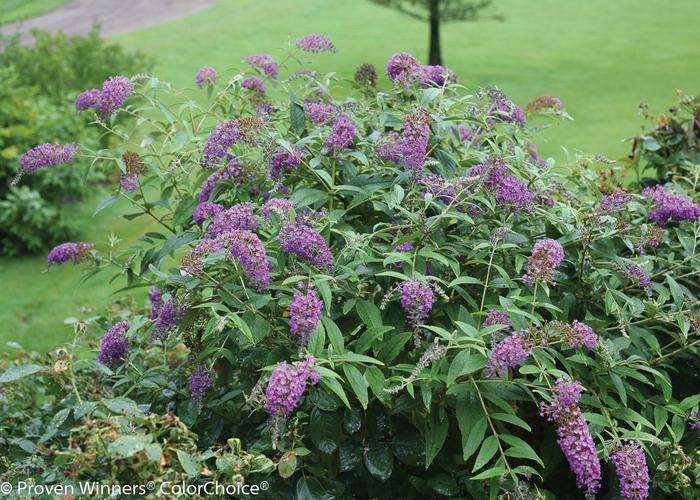 Buddleia Lo & Behold&reg; Purple Haze