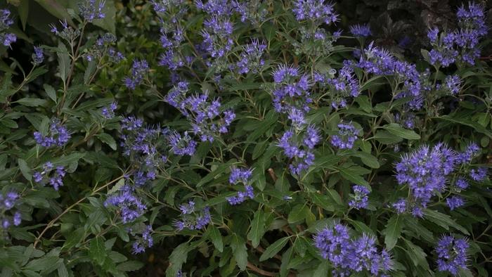 Caryopteris x clandonensis Beyond Midnight&reg;
