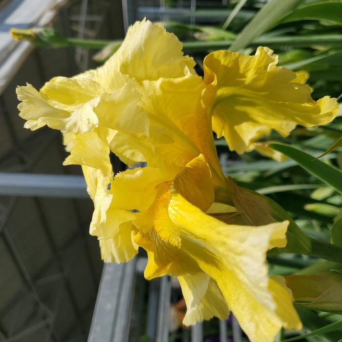 Iris germanica Pleasant Peasant