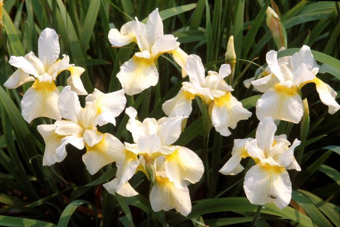 Iris sibirica Butter and Sugar
