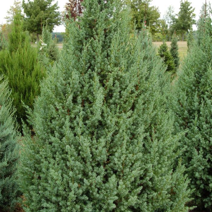 Juniperus Star Power&reg;