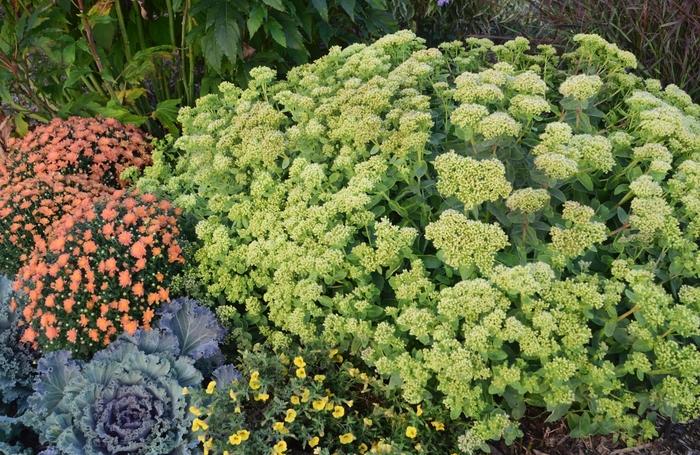 Sedum Rock 'N Grow&reg; Lemonjade