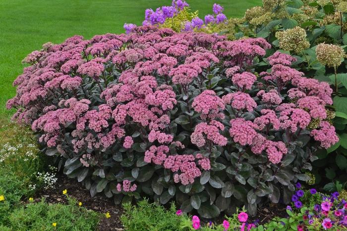 Sedum Rock 'N Grow&reg; Maestro