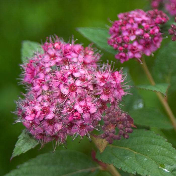 Spiraea japonica Double Play&reg; Artisan&reg;