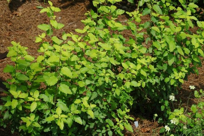 Caryopteris incana Sunshine Blue&reg;