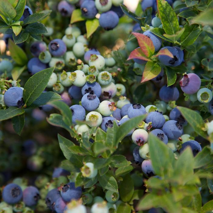 Vaccinium Bushel and Berry&reg; Jelly Bean&reg;
