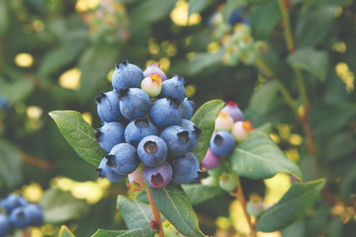 Vaccinium Bushel and Berry&reg; Perpetua&reg;