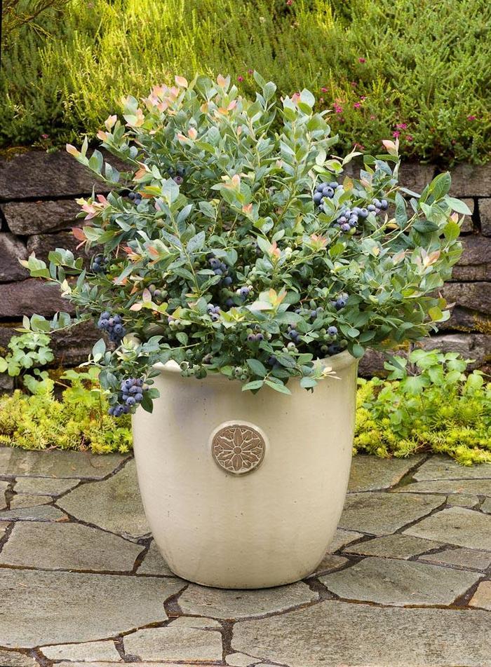Vaccinium Bushel and Berry&reg; Pink Icing&reg;