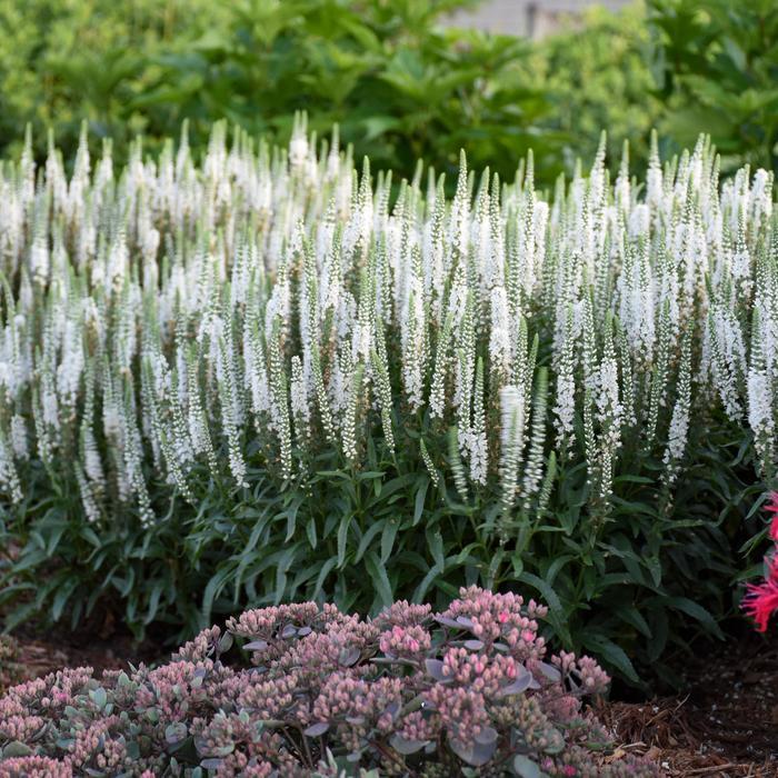 Veronica Magic Show&reg; White Wands