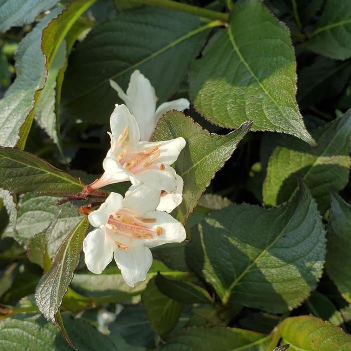 Weigela Date Night&trade; Tuxedo
