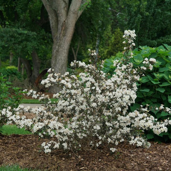 Weigela florida Wine and Spirits&reg;