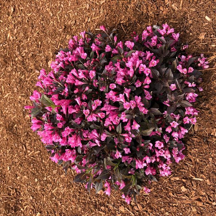 Weigela Date Night&trade; Stunner&trade;