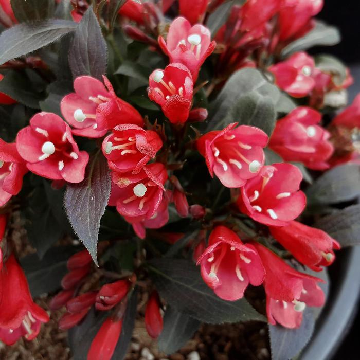 Weigela Date Night&trade; Electric Love&reg;