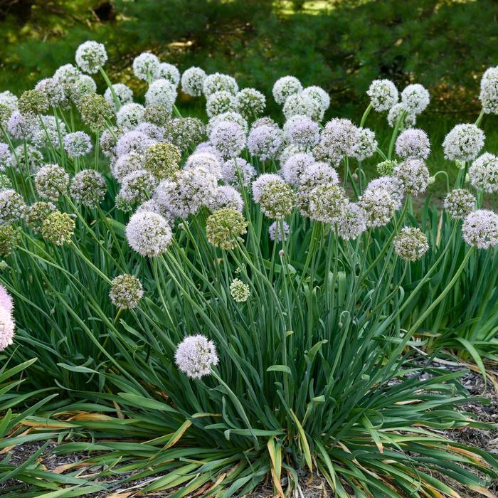Allium Bobblehead