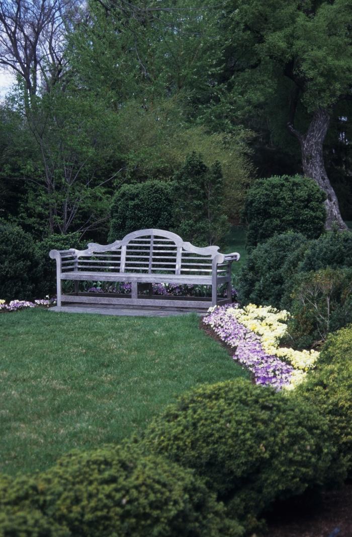 Buxus 