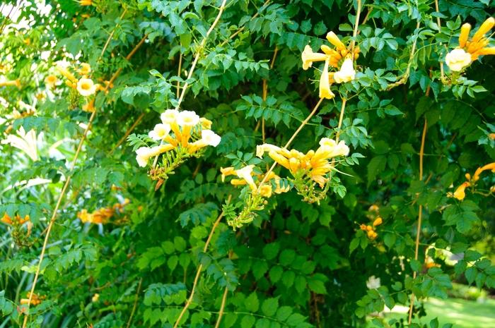 Campsis tagliabuana Madam Galen