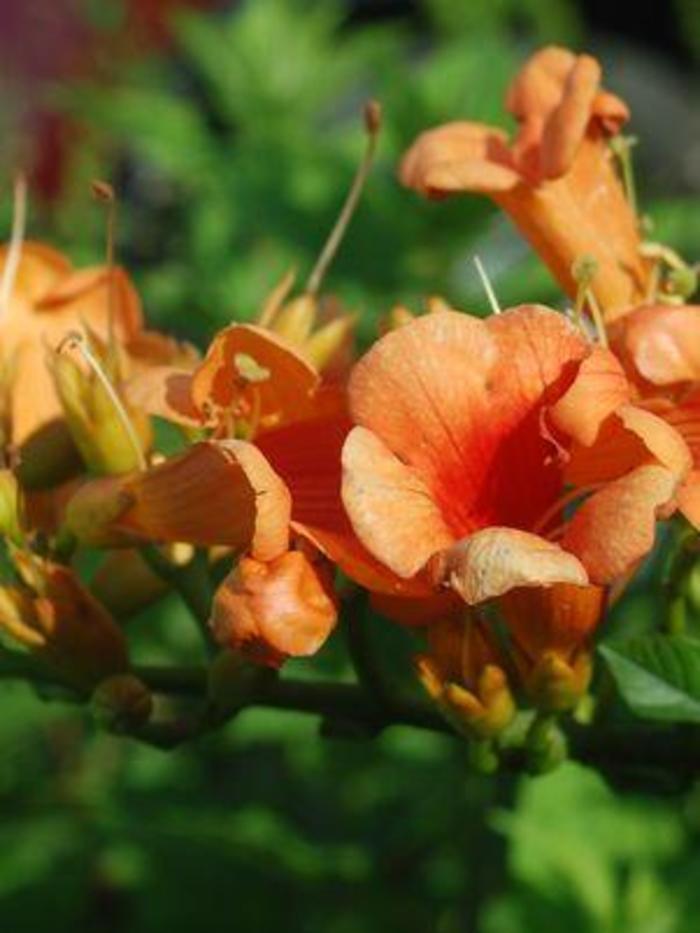 Campsis x tagliabuana Indian Summer&reg;