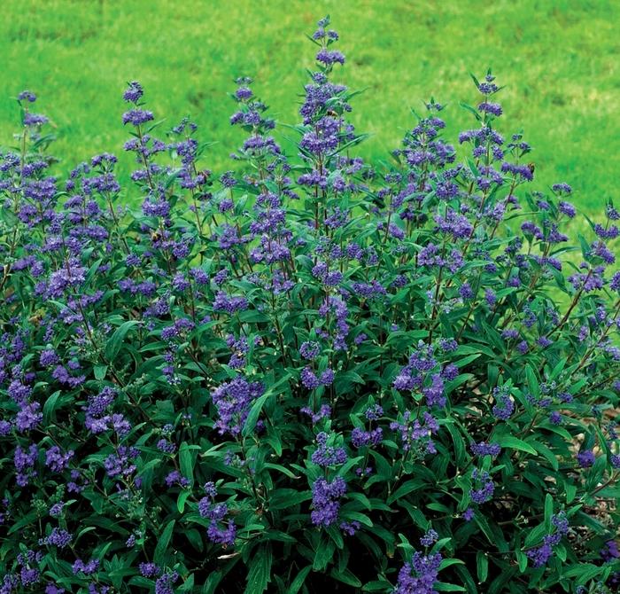 Caryopteris x clandonensis Petit Bleu&trade;