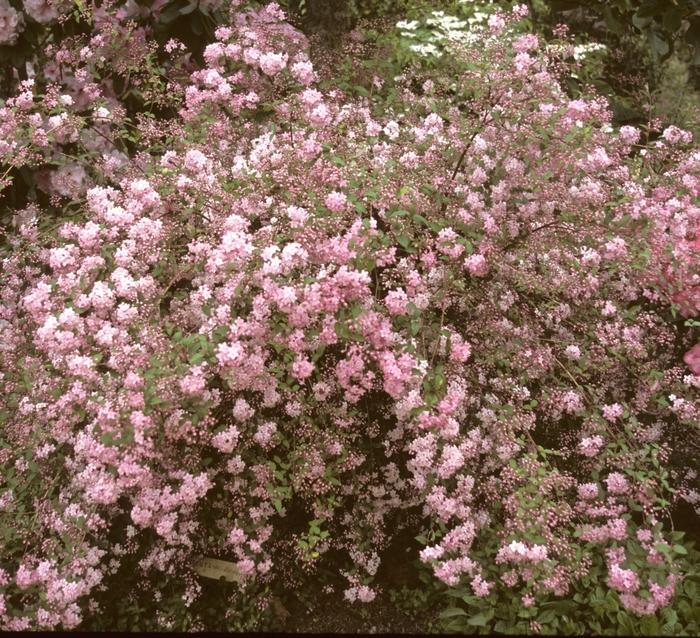 Deutzia scabra Pink Minor