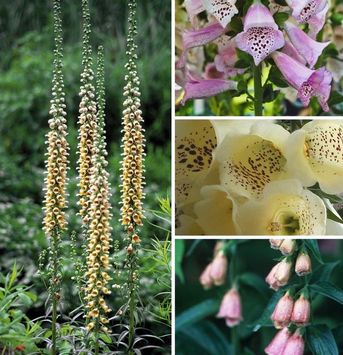 Digitalis 