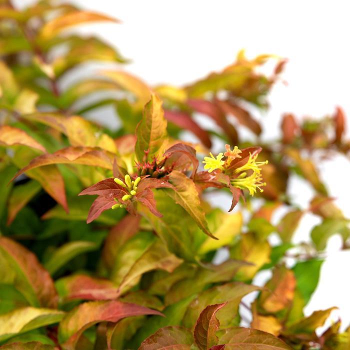 Diervilla splendens Firefly&trade;