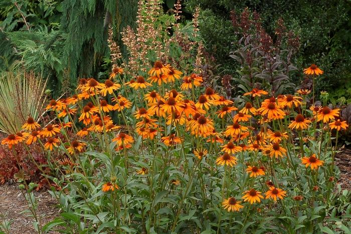 Echinacea Prairie Pillars&trade; Tiki Torch