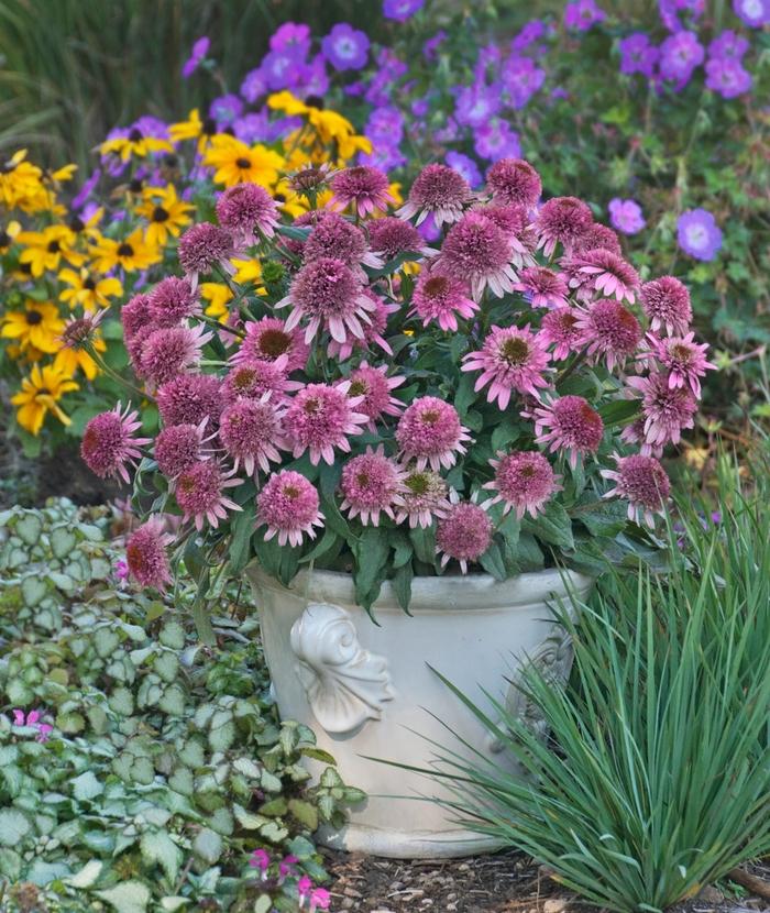 Echinacea purpurea Cone-fections&trade; Butterfly Kisses