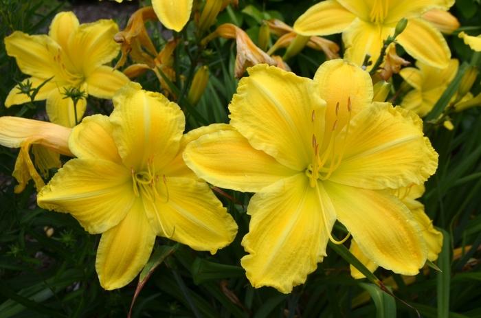 Hemerocallis Golden Morning