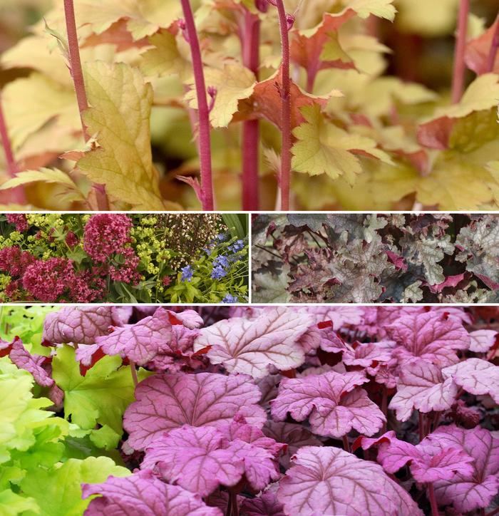 Heuchera 