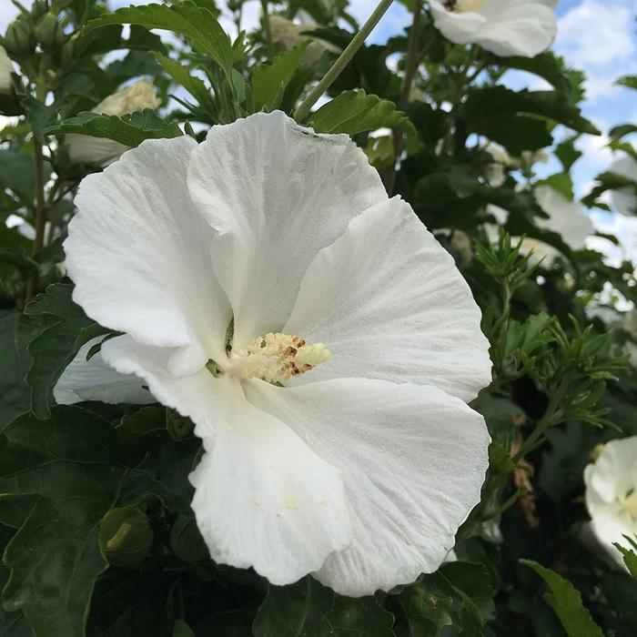 Hibiscus syriacus White Angel&trade;