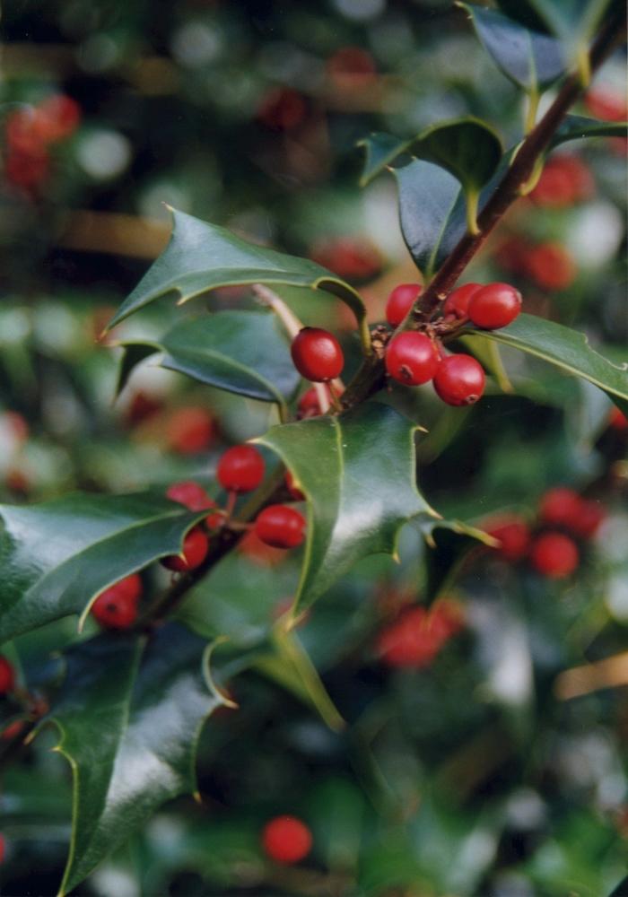 Ilex x aquipernyi Dragon Lady&reg;