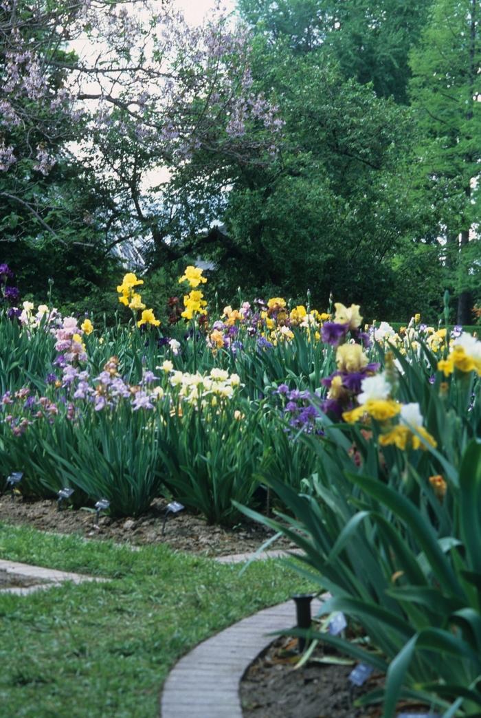 Iris 