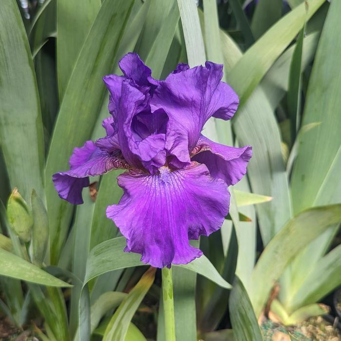 Iris germanica His Royal Highness