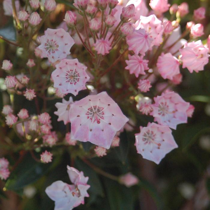 Kalmia Tinkerbelle