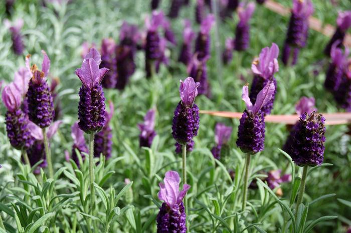 Lavandula stoechas Anouk Lavender
