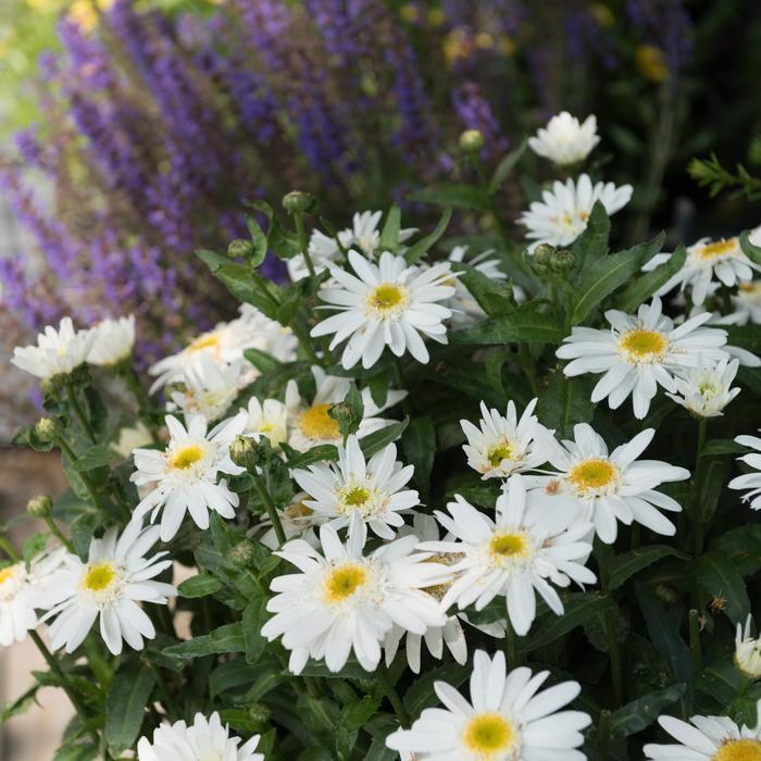 Leucanthemum maximum Sweet Daisy&trade; Birdy