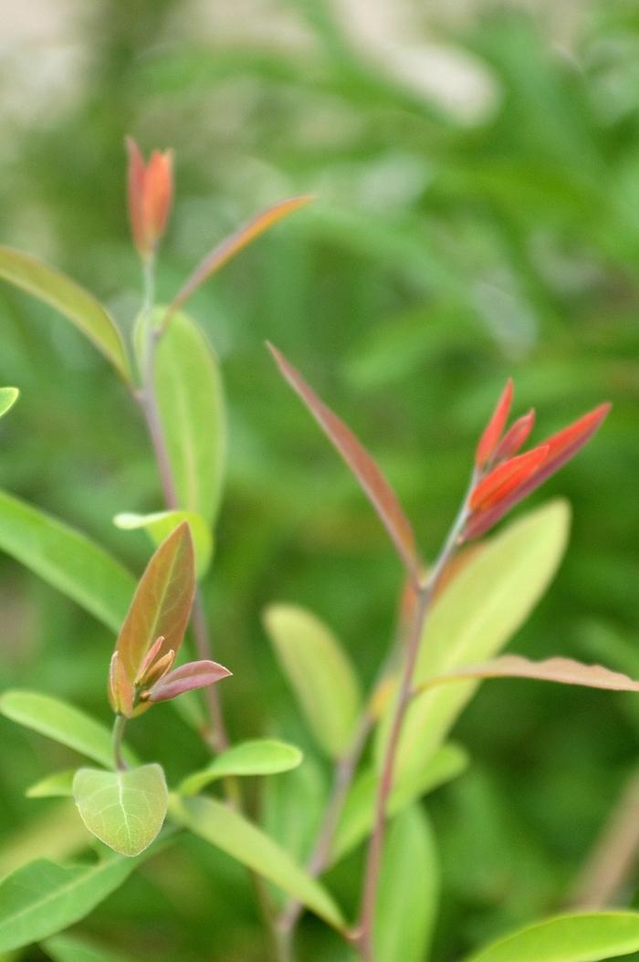 Lindera angustifolia 