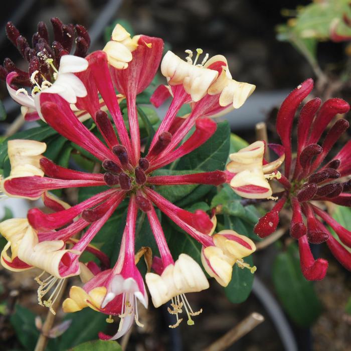 Lonicera periclymenum Peaches and Cream&trade;